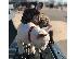 PoulaTo: Amazing French Bulldogs Up for Adoption
